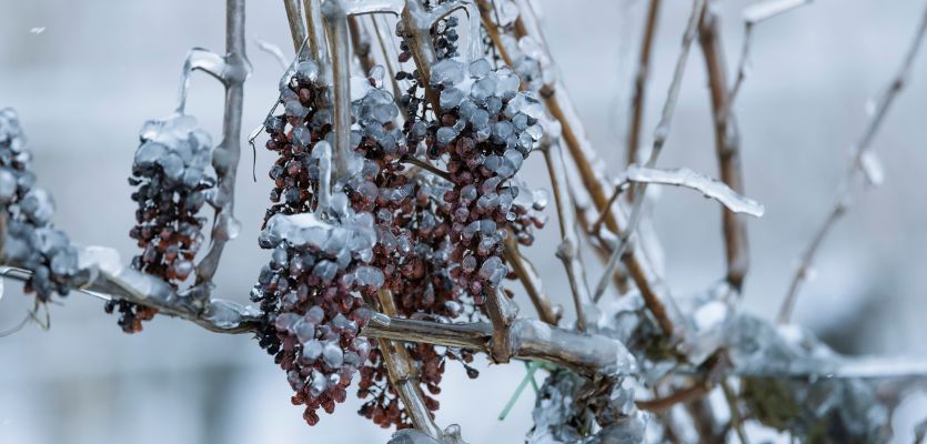grapes waiting to be used to produce ice wine