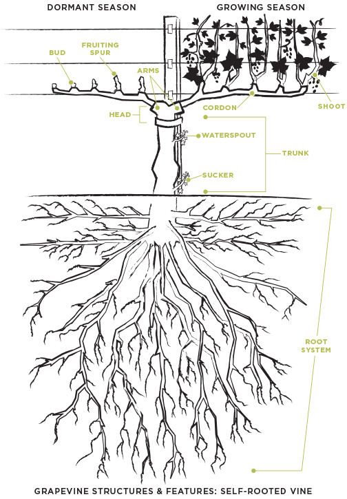 root chart