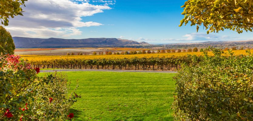 Washington state sweet red vineyard
