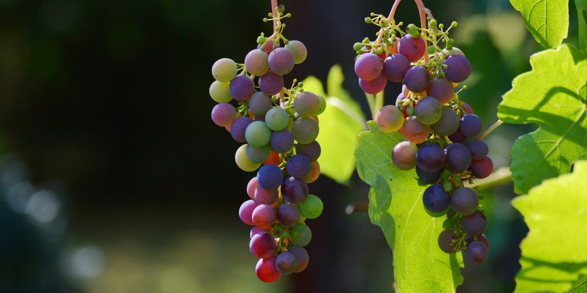 Pinot grapes growing in a vineyard in the Van Duzer corridor of Oregon